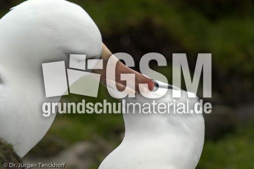 Schwarzbrauenalbatros (41 von 52).jpg